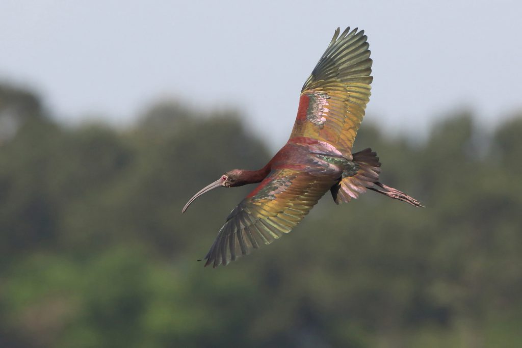 bird flying over Cattail Marsh