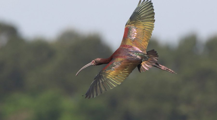 bird flying over Cattail Marsh