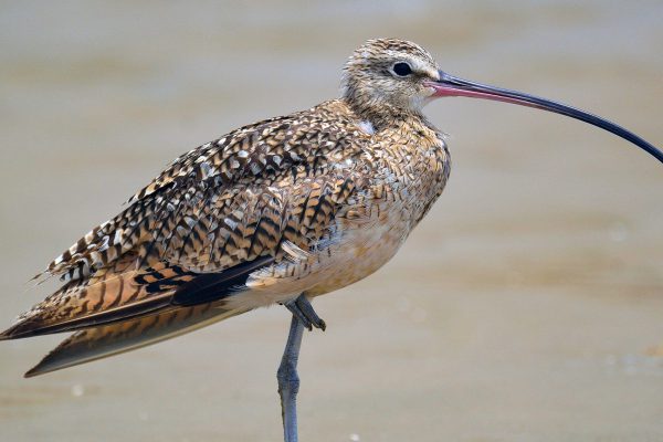 a long billed Curlew