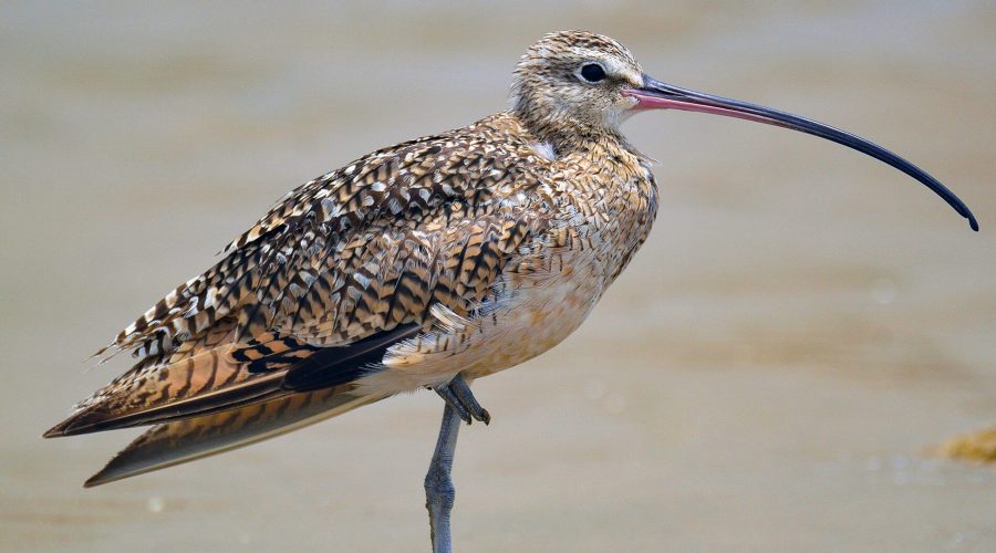 a long billed Curlew