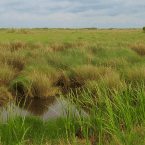 wetlands at mcfaddin national wildlife refuge and beach