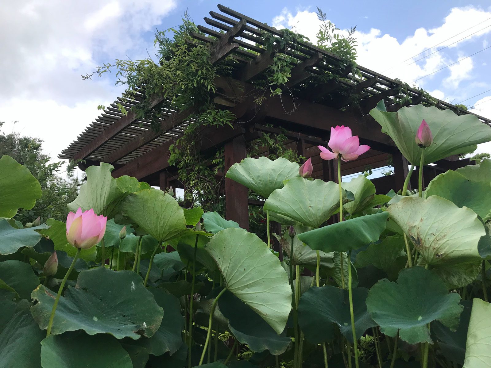 buu mon buddhist temple in port arthur texas