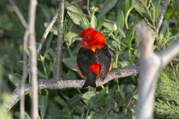 Scarlet Tanager in Sabine Pass