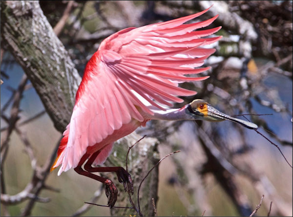 pink bird in a tree