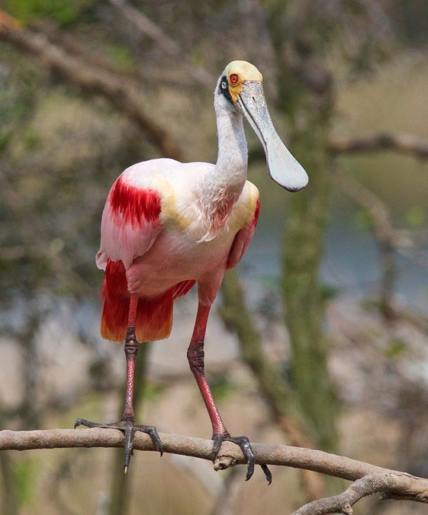 Spoonbill on a limb