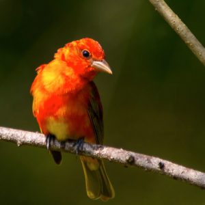 Orange bird at Sabine Woods