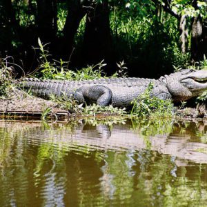 alligator on the bank