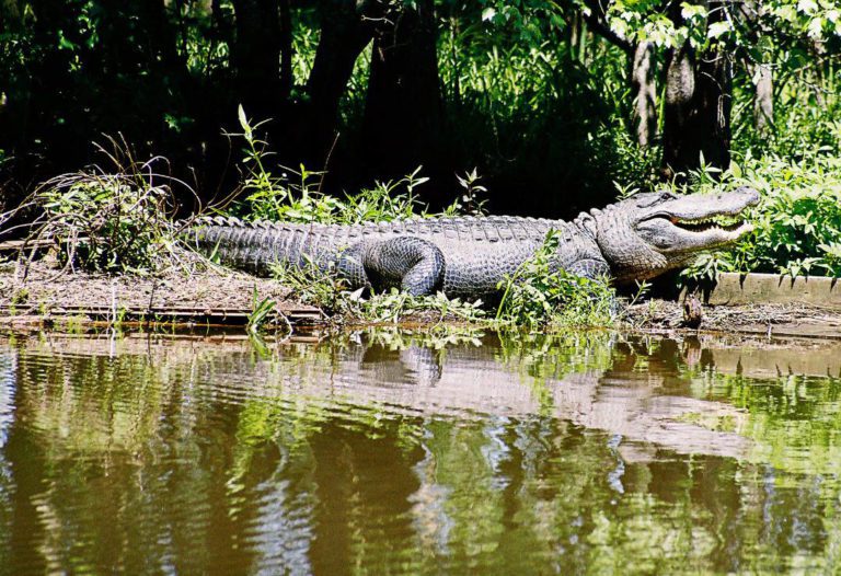 Beach Camping in Port Arthur Visit Port Arthur Texas