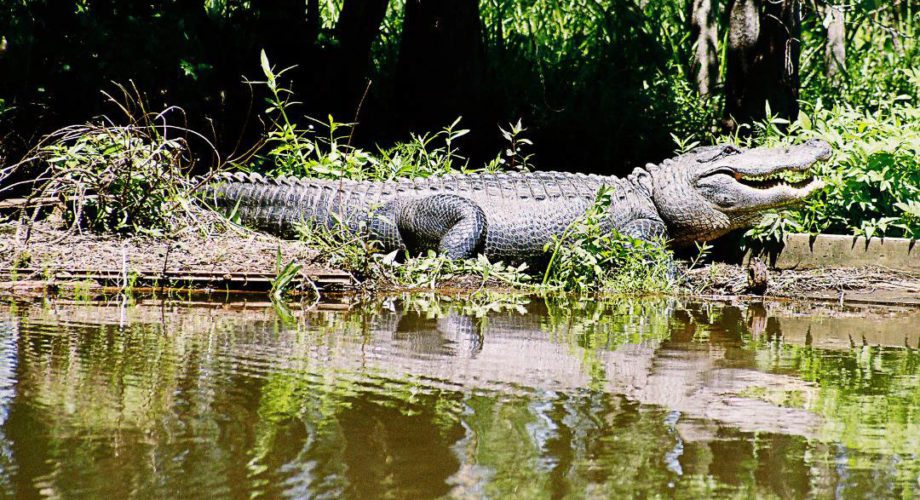 alligator on the bank