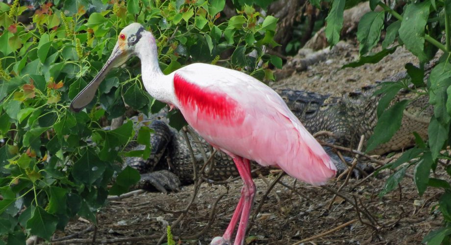 spoonbill on a branch