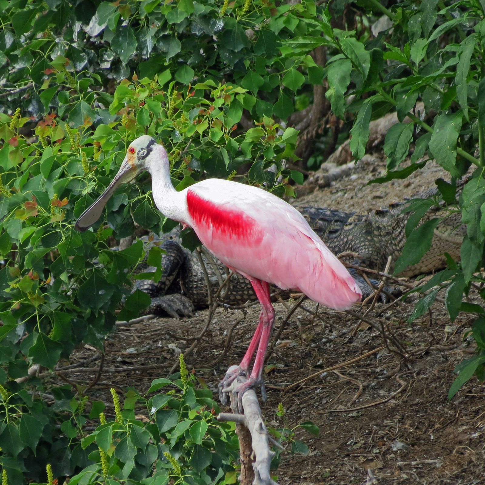 pink spoonbill standing on a branch in port arthur