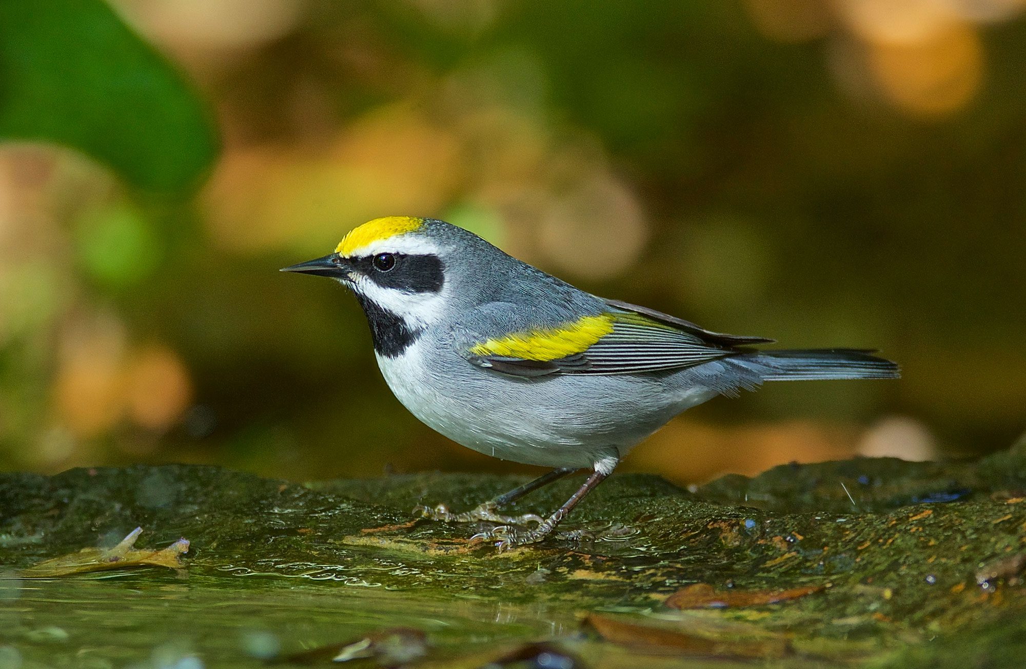 Birding At Sea Rim State Park - Visit Port Arthur Texas