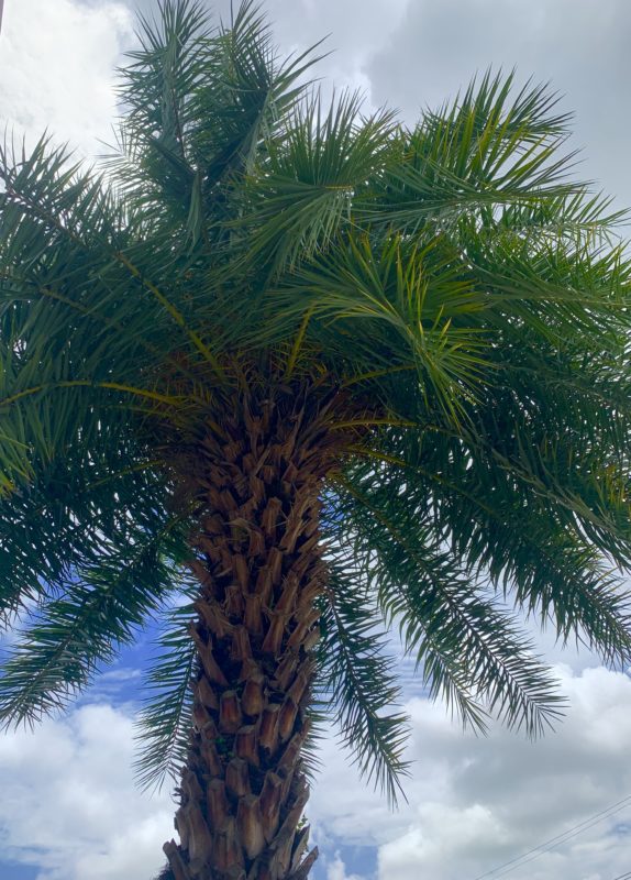 A palm tree in Tyrell Park 