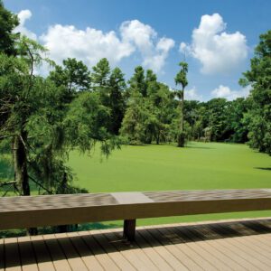 algae covered pond at shangri la botanical gardens