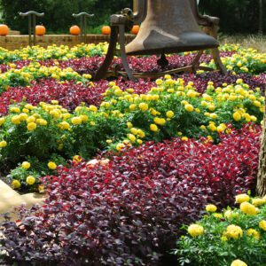 fall shangri la layered gardens with pumpkins