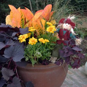 colorful potted plant with scarecrow doll at shangri la botanical gardens