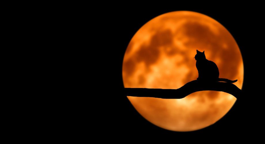 orange moon with cat shadow