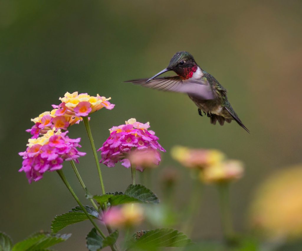 hummingbird near pink and yellow flowers