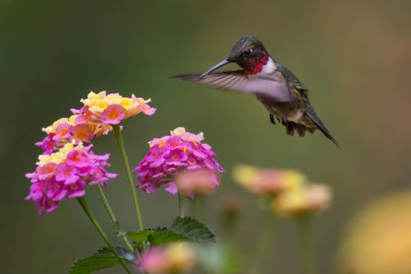 hummingbird near pink and yellow flowers