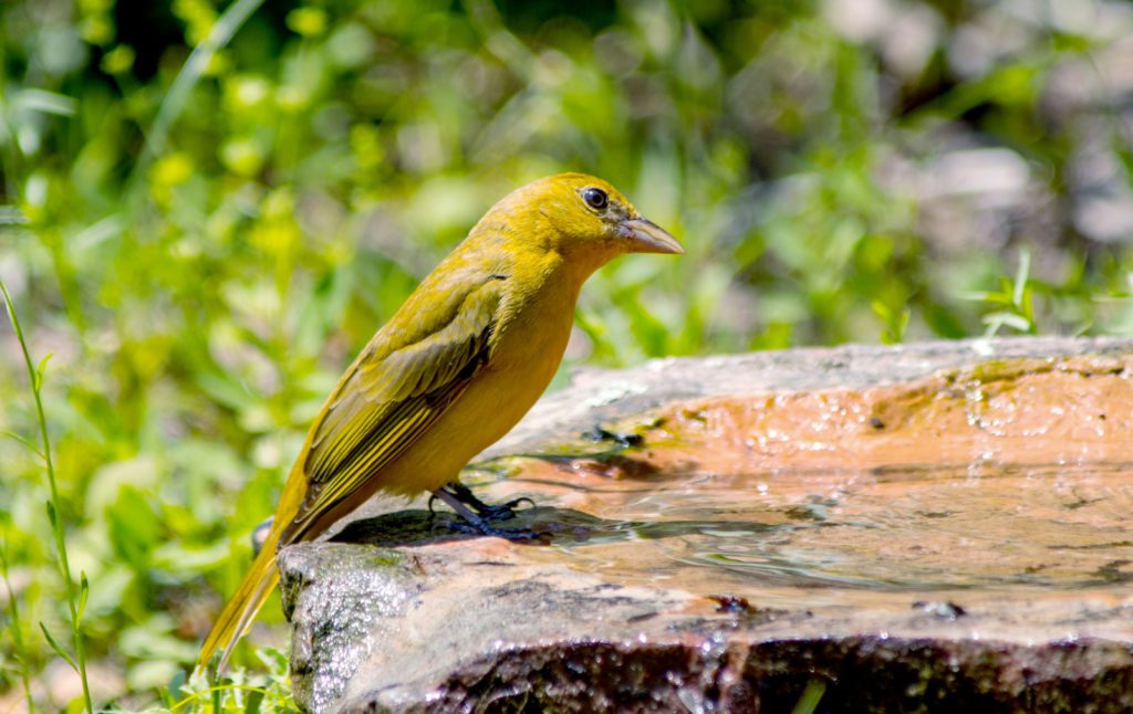 yellow bird on stump