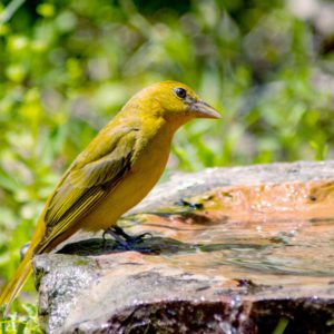 yellow bird on stump