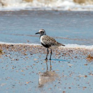 shore bird at the beach