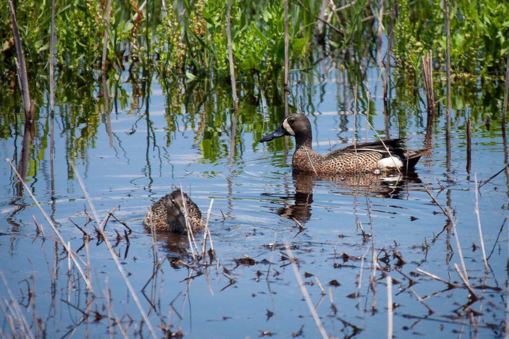 two ducks in the marsh