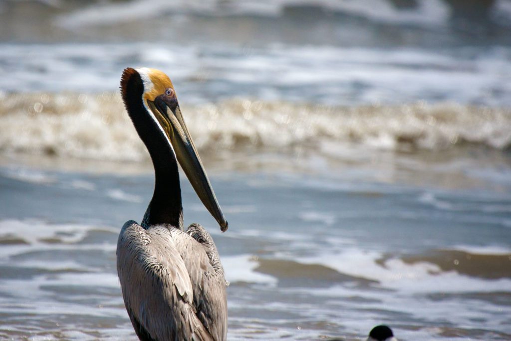 pelican near the water