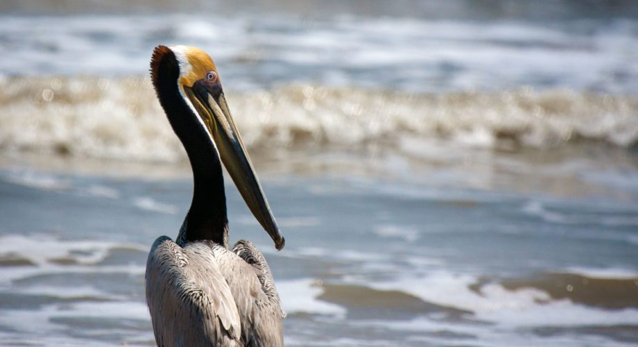 pelican near the water