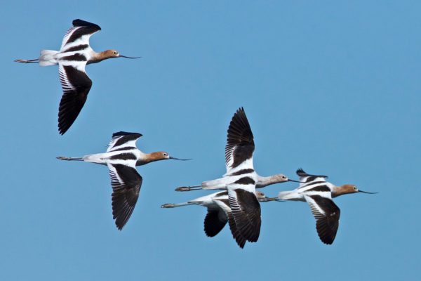 flying birds