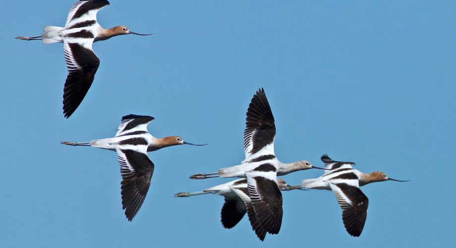 flying birds
