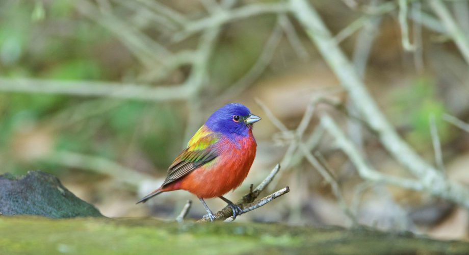 colorful bird in the woods