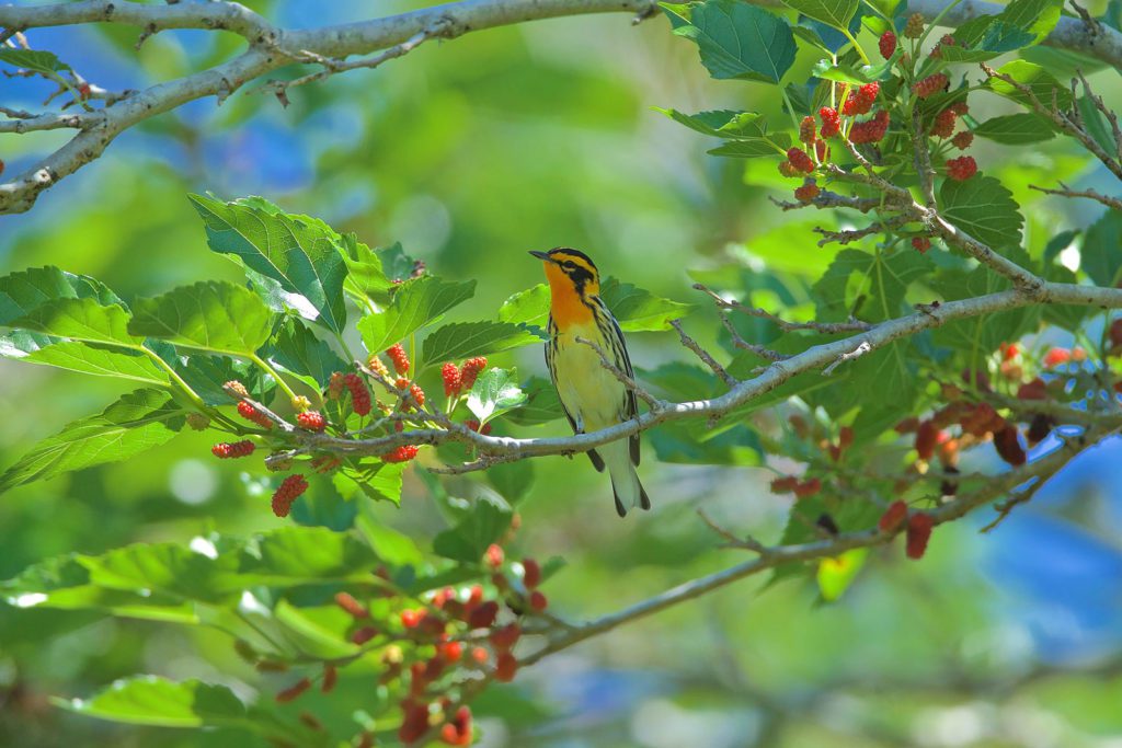 yellow warbler with red berries in a tree