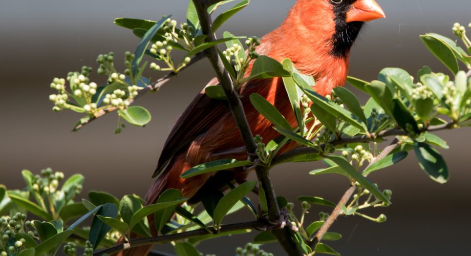 Cardinal in a tree in port arthur texas