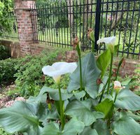 Whiteflower by garden fence.