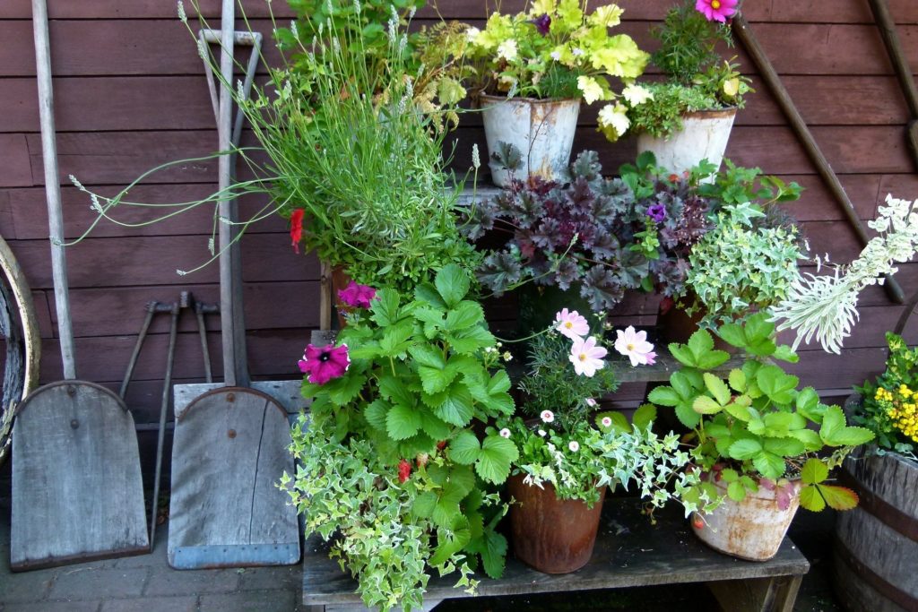 Buckets and shovels with flowers and plants