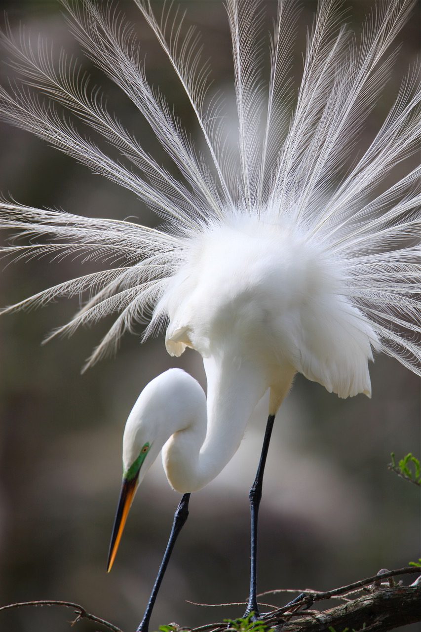 Great-Egret