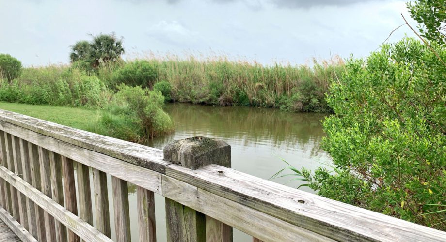boardwalk and lush nature with water in port arthur