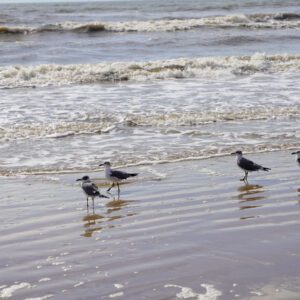 shore birds in the water at mcfaddin beach in port arthur