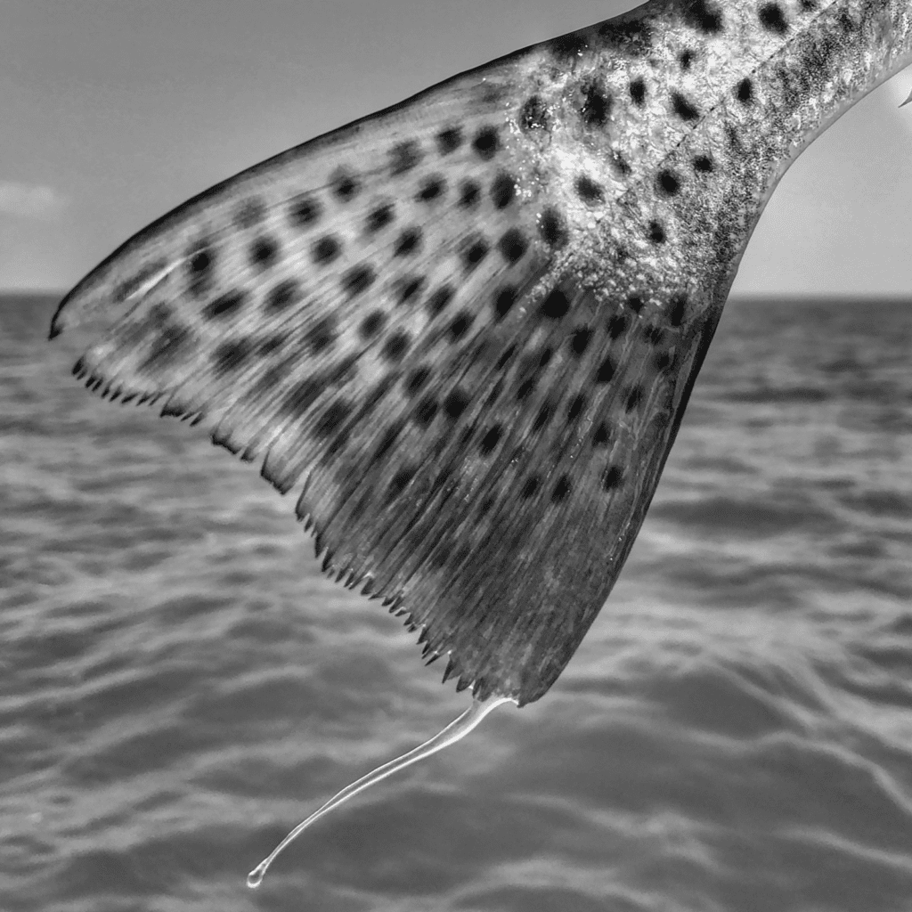 black and white photo of a spotty speckled sea trout in port arthur texas