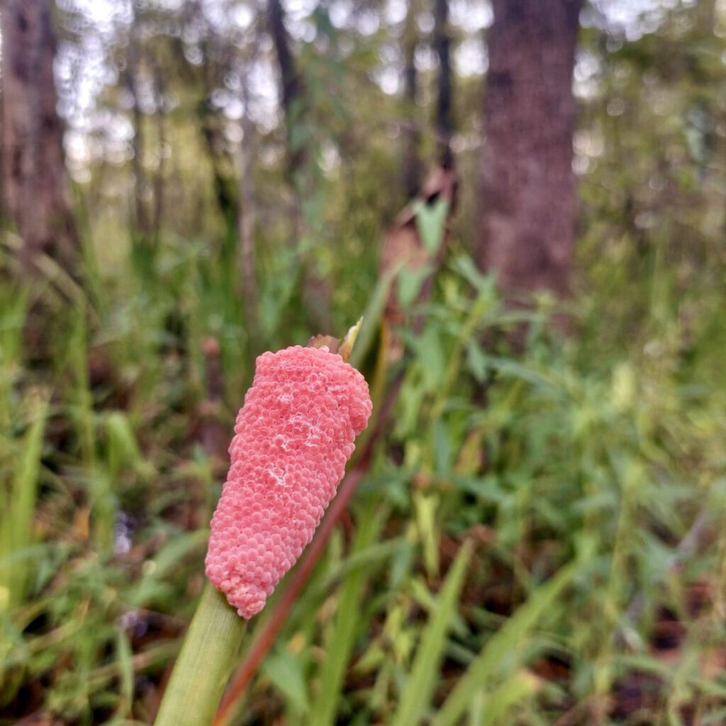 invasive species called apple snail growing in the blue elbow swamp in orange texas