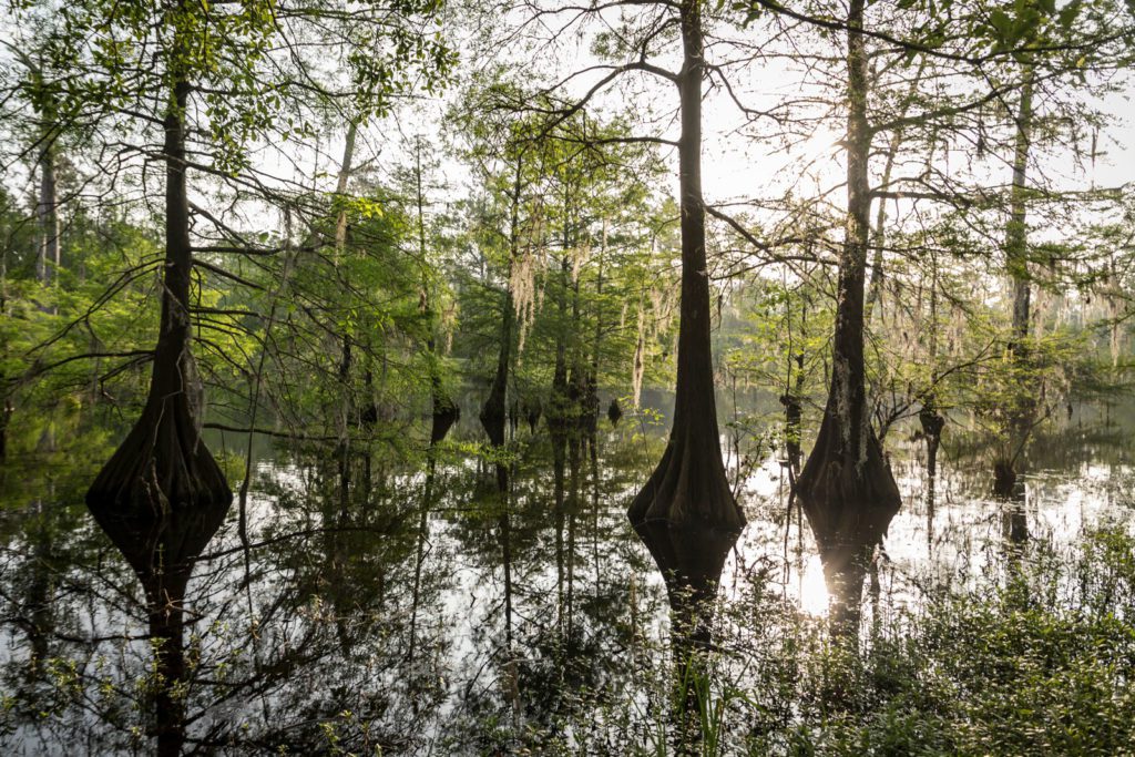 swamp in port arthur, texas
