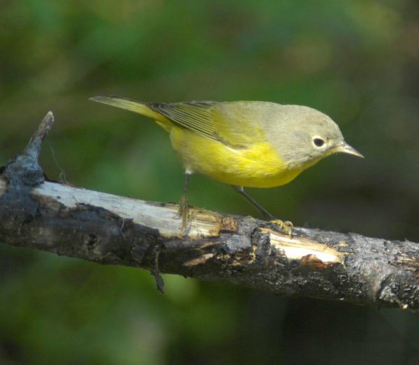 Sunny Yellow Birds Color Fall Migration - Visit Port Arthur Texas