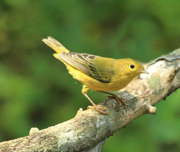 Sunny Yellow Birds Color Fall Migration - Visit Port Arthur Texas