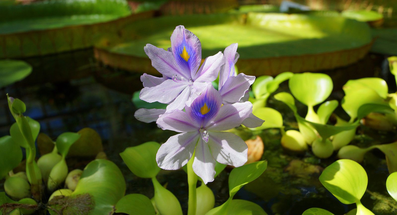purple water hyacenth