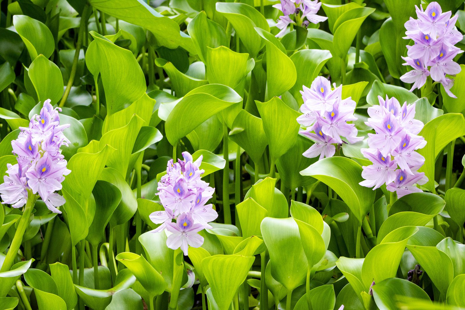 water hyacinth labeled an invasive species to texas
