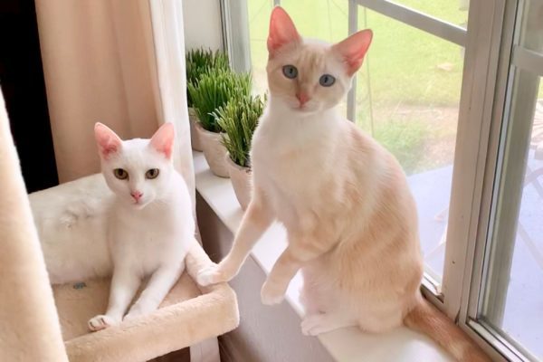 cats sitting safely inside in port arthur texas