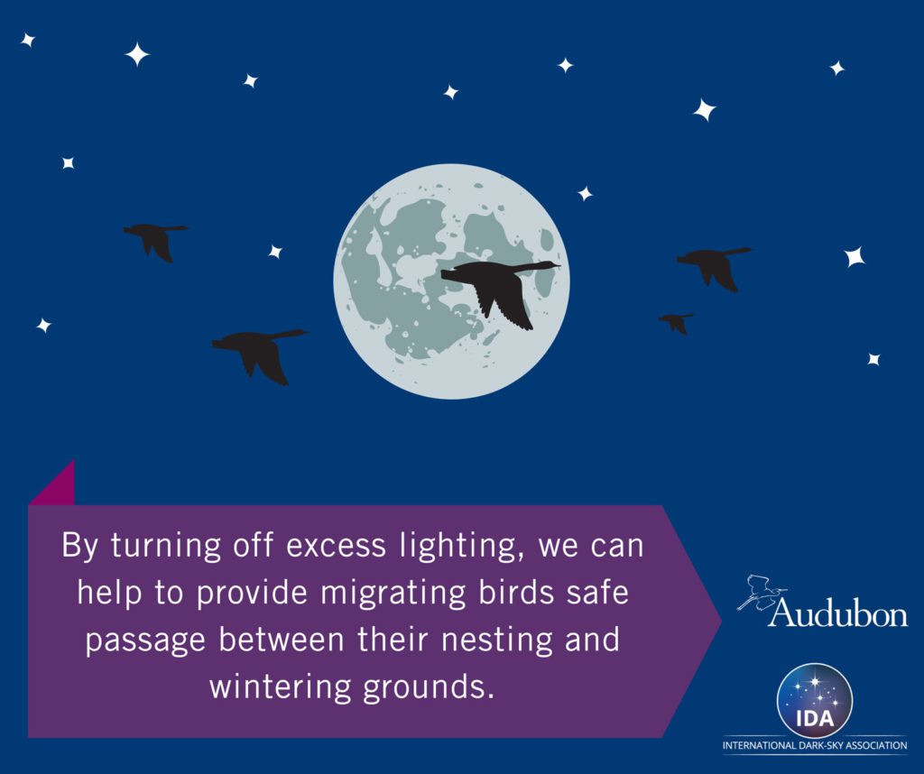 illustration showing night sky and safe bird migration routes