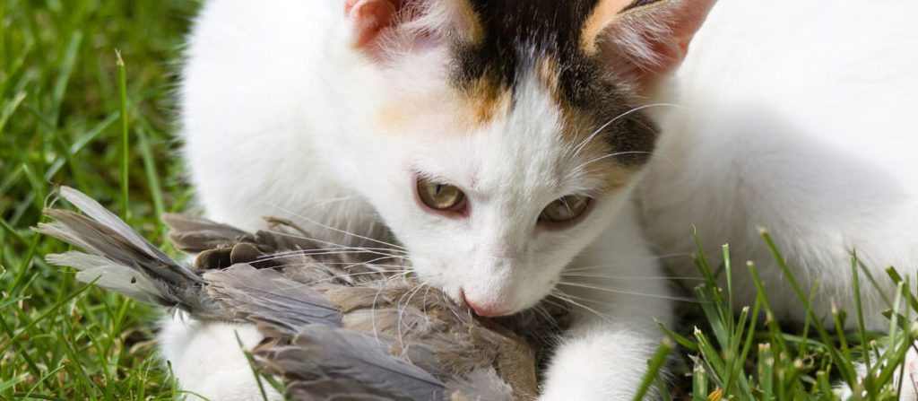 cat kills a bird on the grass