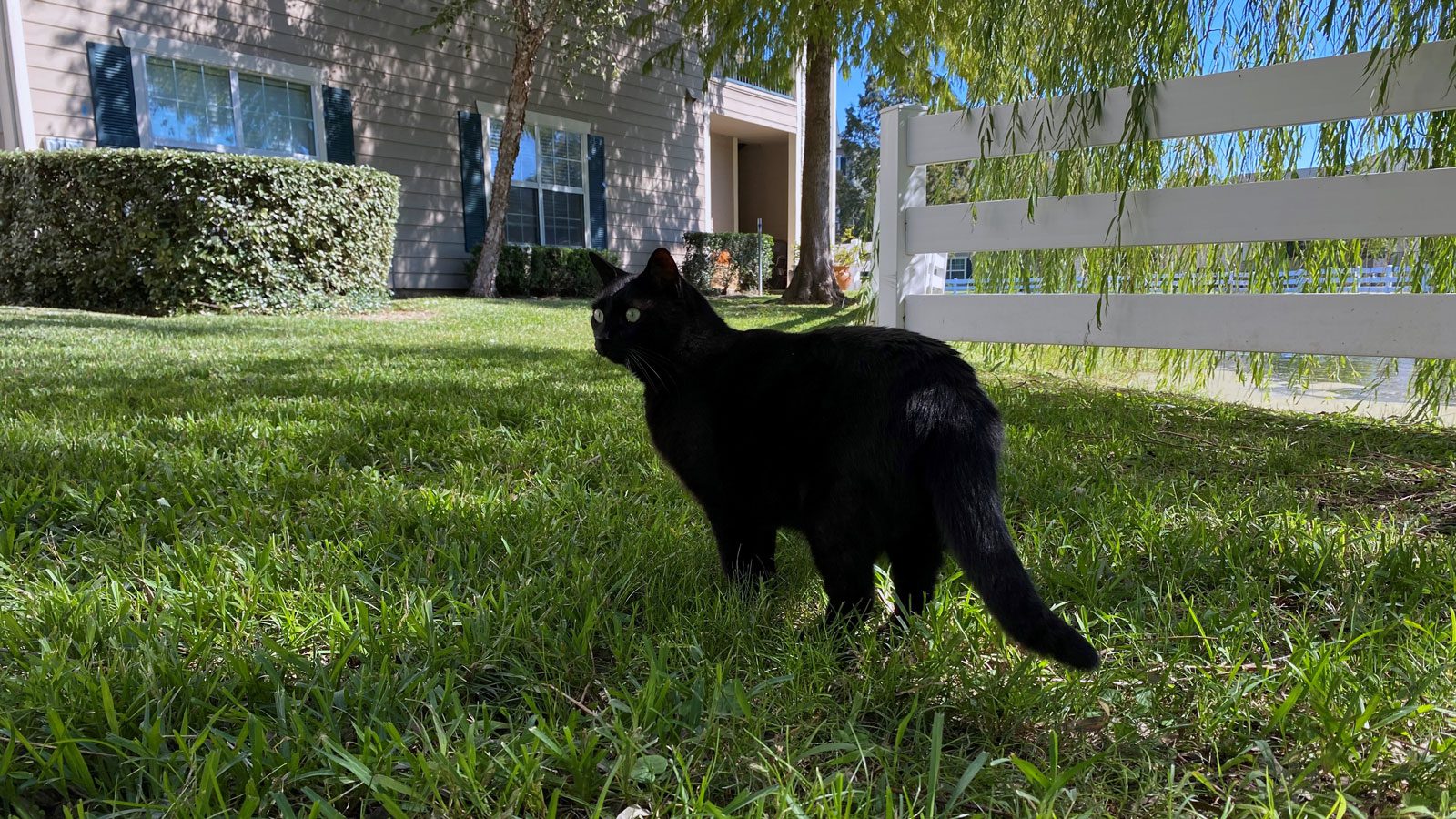 black cat outdoors in port arthur